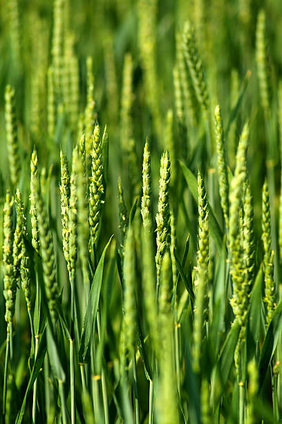 green agricultural field, cerial  cerial stock pictures, royalty-free photos & images