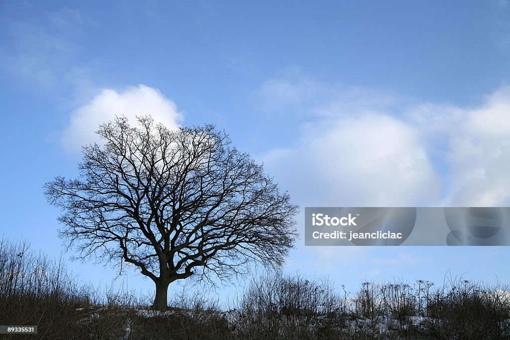 lonely tree - Foto de stock de Aire libre libre de derechos