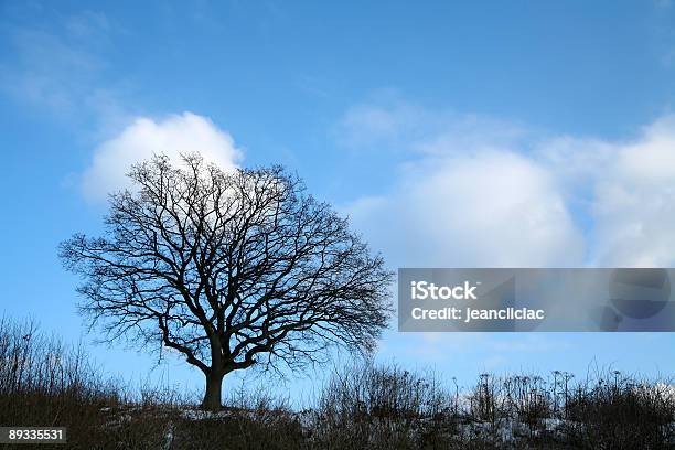 Одинокое Дерево — стоковые фотографии и другие картинки Без людей - Без людей, Ветвь - часть растения, Время года