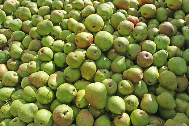 lot of pears stock photo