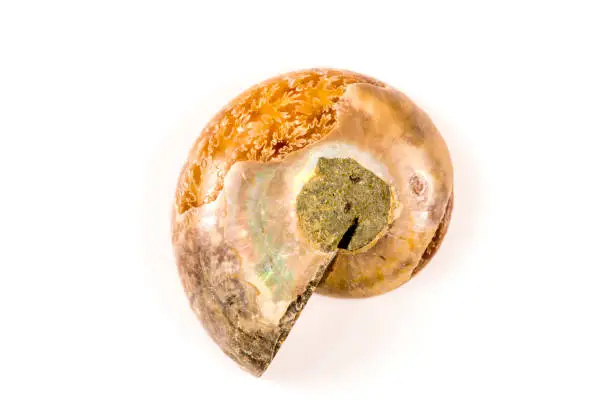 Ammonite, closeup of the fossil