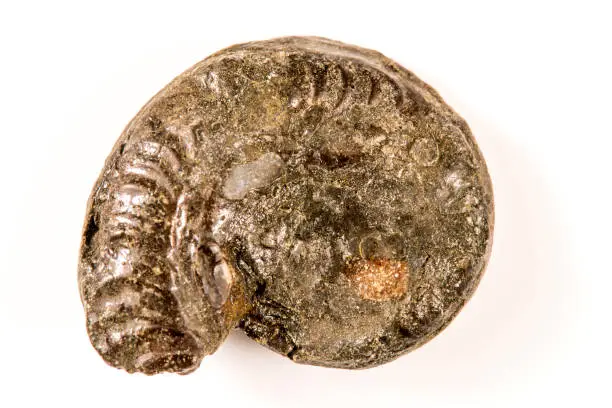 Ammonite, closeup of the fossil