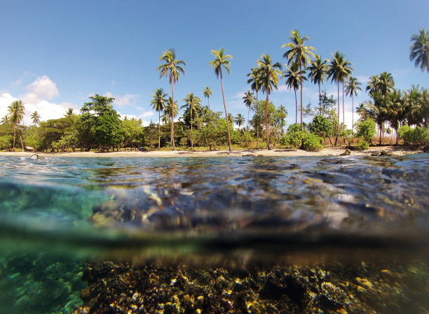 istock tropical beach from the water 893366216