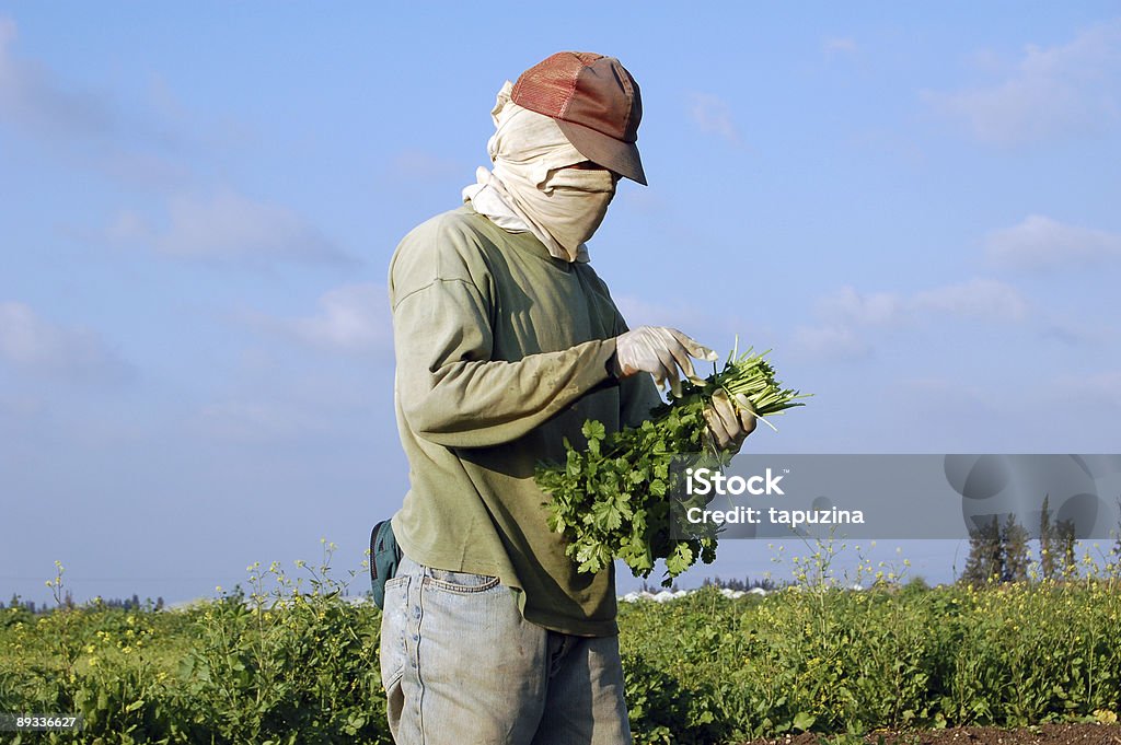 Agriculture  Cardamom Stock Photo
