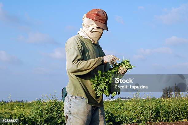 Agriculture Stock Photo - Download Image Now - Cardamom, Farmer, Agricultural Field