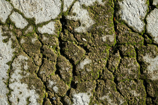 ひびの入った灰色の粗い表面の質感背景緑苔癬とタマリンドでセメント、砂と石の舗装道路地面の日光の下で葉 - building exterior lichen plant shadow ストックフォトと画像