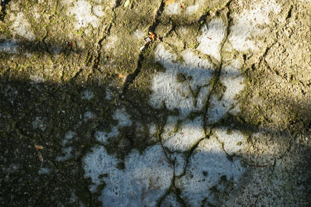 ひびの入った灰色のセメント、砂の表面のテクスチャ背景と石畳�の道地緑苔癬、タマリンドの葉と日光の下で日陰の木 - building exterior lichen plant shadow ストックフォトと画像