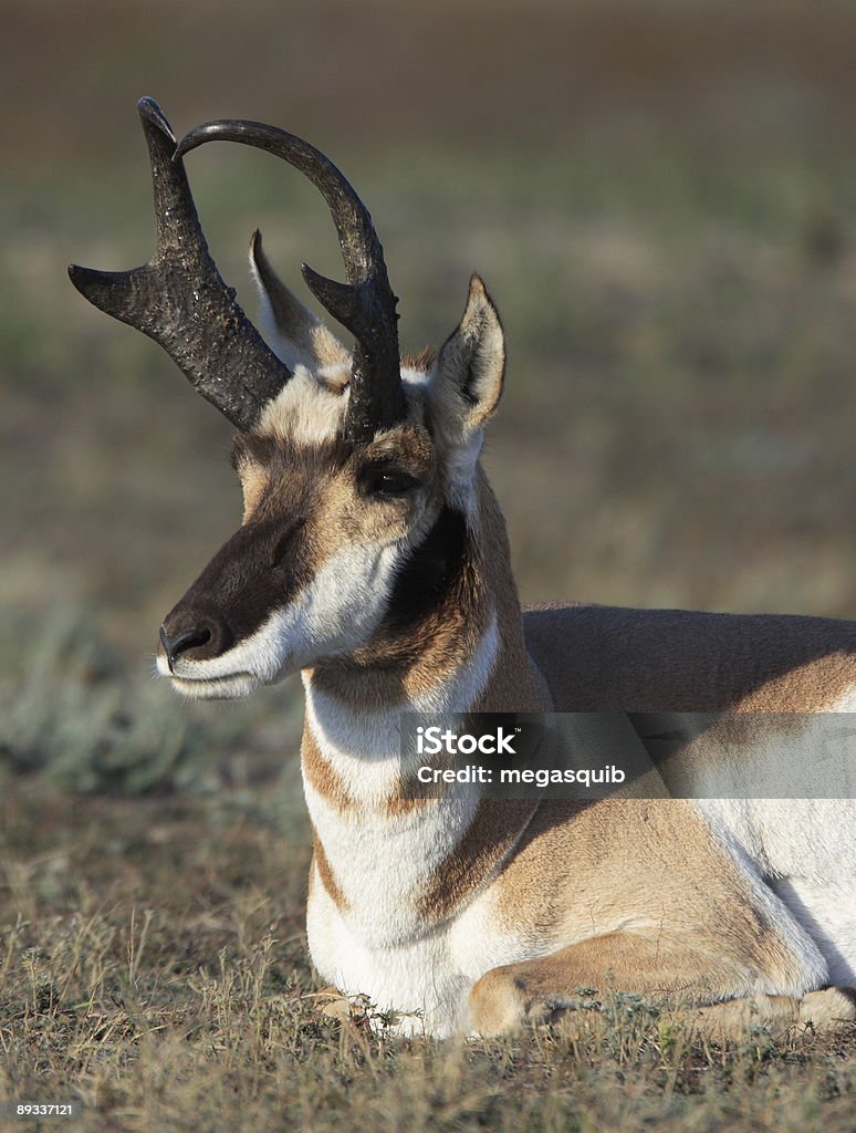 Gabelbock Antelope - Lizenzfrei Farbbild Stock-Foto