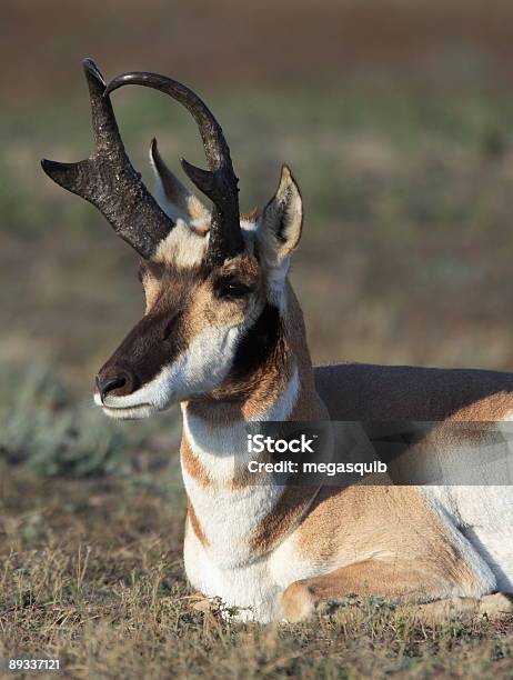 Gabelbock Antelope Stockfoto und mehr Bilder von Farbbild - Farbbild, Fotografie, Gabelbock