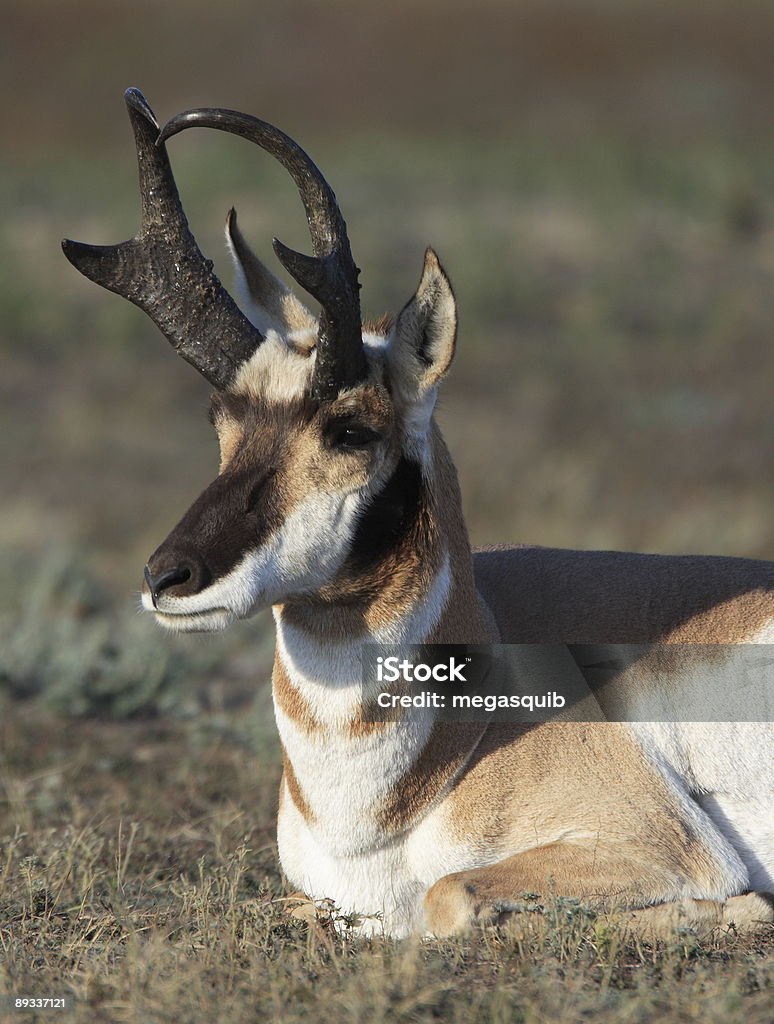 Antilope d'Amérique Antilope - Photo de Animaux à l'état sauvage libre de droits