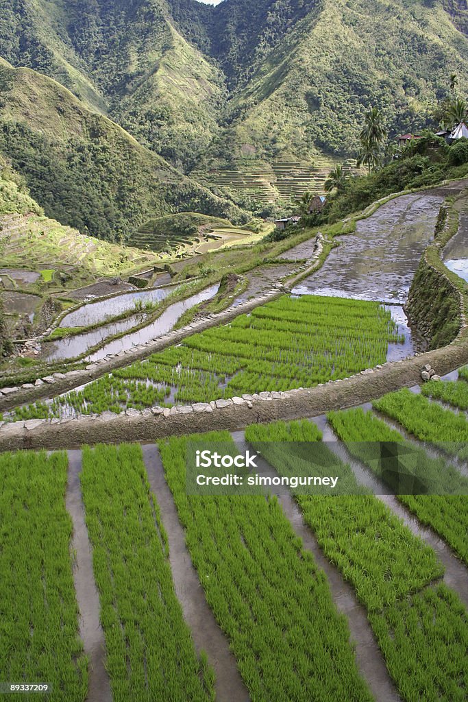 Vert des rizières en terrasse de batad philippines - Photo de Abrupt libre de droits