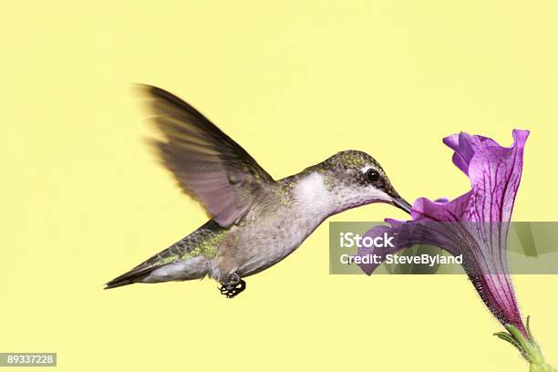 Rubythroated Hummingbird Stock Photo - Download Image Now - Animal, Animal Wildlife, Animal Wing