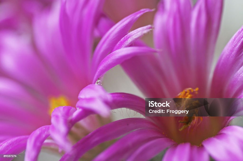 cactus flores - Foto de stock de Amarillo - Color libre de derechos