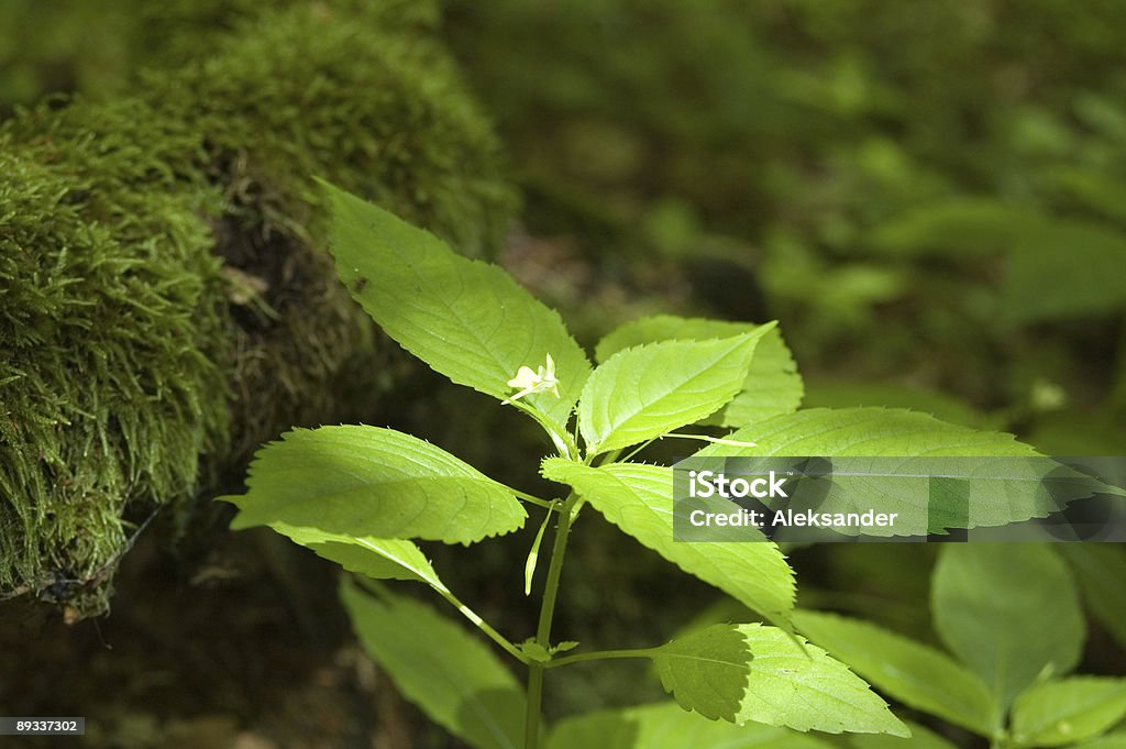 Impatien floridas - Foto de stock de Impatien royalty-free