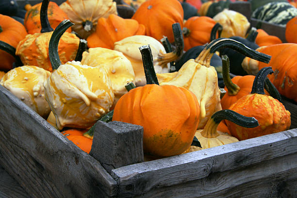 istock All kinds of pumpkins 89337353