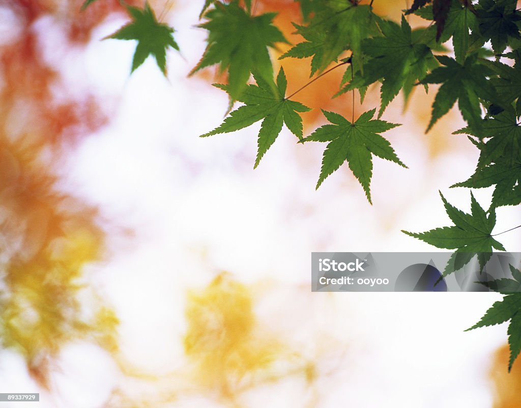 Inizio dell'autunno - Foto stock royalty-free di Acero giapponese