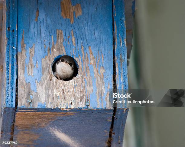 Foto de Andorinha De Bebê e mais fotos de stock de Andorinha - Andorinha, Animal, Animal selvagem