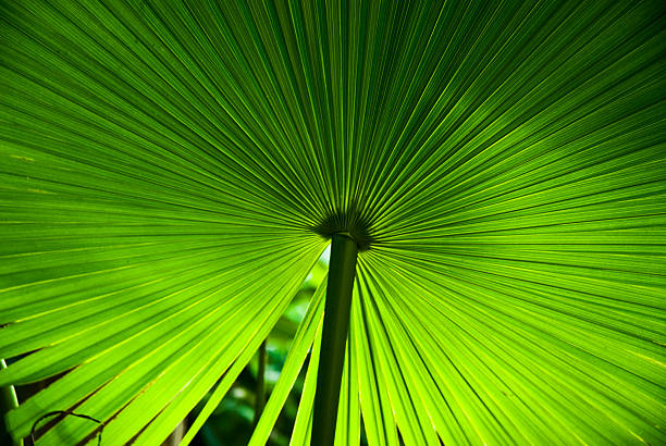 palm stock photo