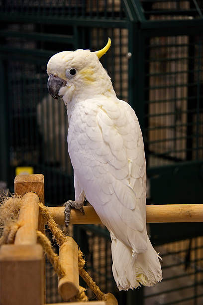 Cockatoo stock photo