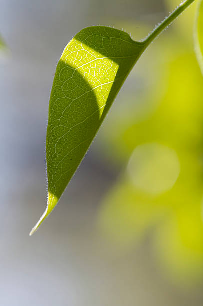 Single Leaf I stock photo