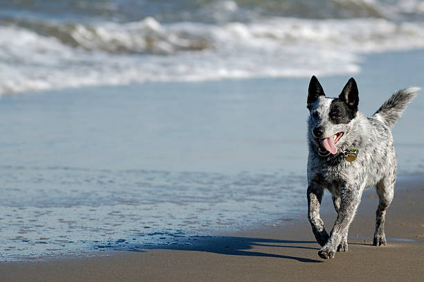 Australian cattle dog running by the Bay stock photo