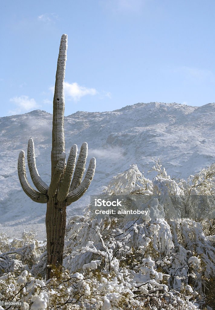 Deserto e Cactus na neve - Foto de stock de Arizona royalty-free