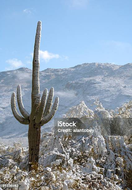 Foto de Deserto E Cactus Na Neve e mais fotos de stock de Arizona - Arizona, Cacto Gigante Americano, Condado de Pima