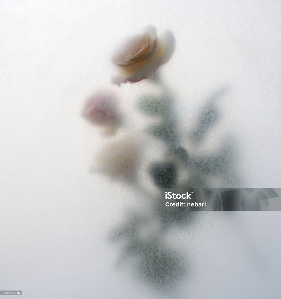 Textura de rosas - Foto de stock de Abstrato royalty-free