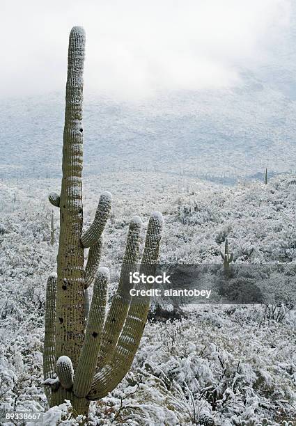 Desierto Y Cactus En La Nieve Foto de stock y más banco de imágenes de Aire libre - Aire libre, Arizona, Cactus Saguaro