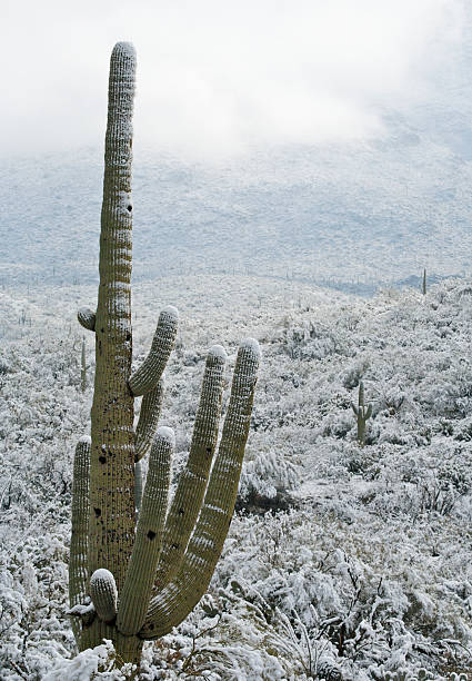 istock Desert and Cactus in the Snow 89338667