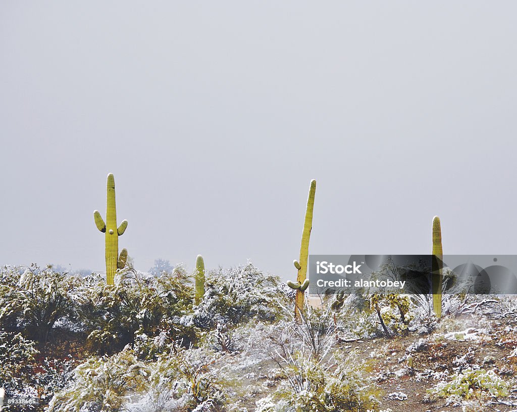 Désert et de Cactus dans la neige - Photo de Arizona libre de droits