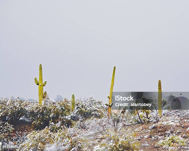 Photo libre de droit de Désert Et De Cactus Dans La Neige banque d'images et plus d'images libres de droit de Arizona - Arizona, Comté de Pima, Désert