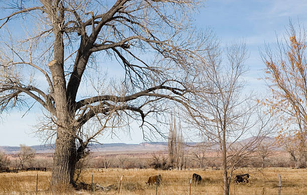 istock RURAL COUNTRY SCENIC 89338692