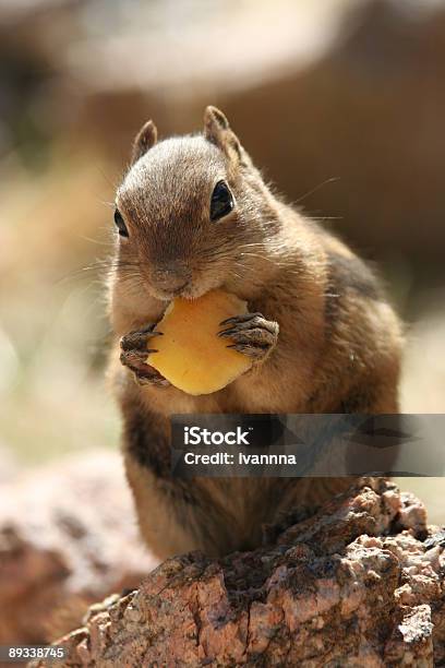 Streifenhörnchen Stockfoto und mehr Bilder von Apfel - Apfel, Blick in die Kamera, Braun