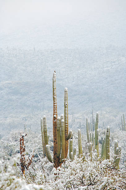 istock Desert and Cactus in the Snow 89338798