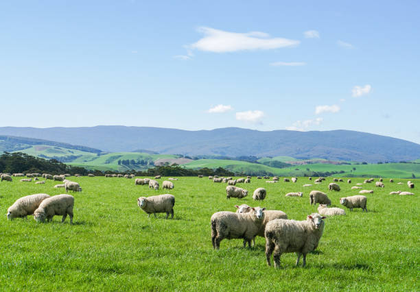 ニュージーランドの農業のための丘に緑の庭に白いふわふわの羊の群れ - landscape hill green grass ストックフォトと画像