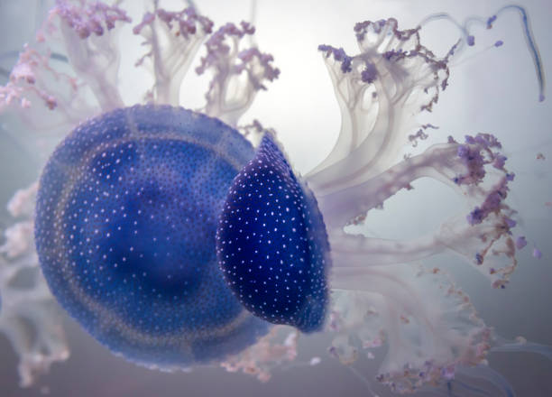 par de um australiano manchado medusas (phyllorhiza punctata) - white spotted jellyfish fotos - fotografias e filmes do acervo