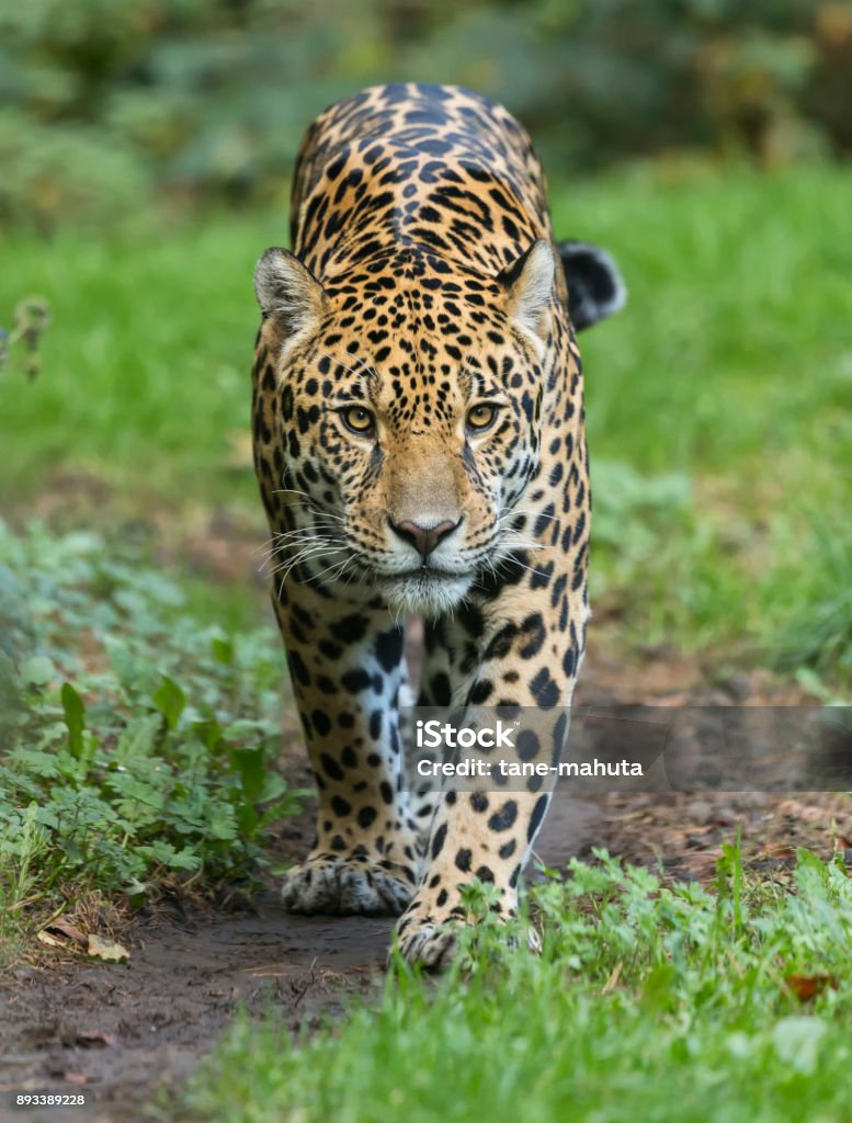 Nahaufnahme eines walking Jaguars (Panthera Onca) - Lizenzfrei Jaguar - Katze Stock-Foto