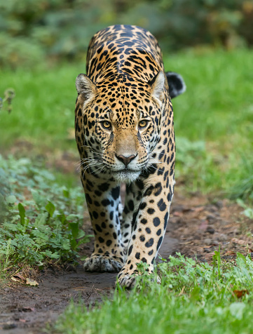 Vista de primer plano de un caminar Jaguar (Panthera onca) photo