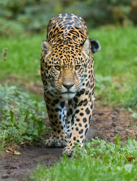 Close-up view of a walking Jaguar (Panthera onca) Close-up view of a walking Jaguar (Panthera onca) jaguar stock pictures, royalty-free photos & images