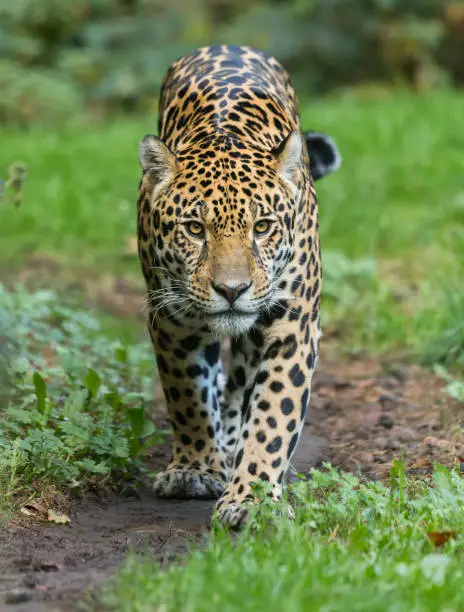 Close-up view of a walking Jaguar (Panthera onca)
