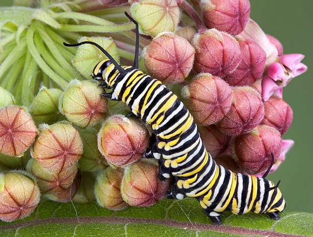 istock Monarch caterpillar on milkweed b 89339004