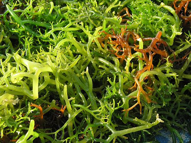 Selective focus of yellow seaweed on a seaweed farm in Bali
