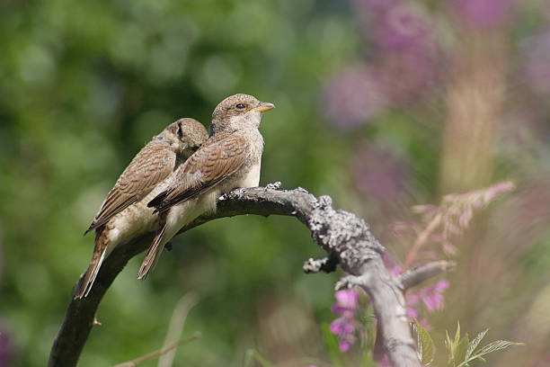 due luì uccelli sul ramo vita - bird warbler birdsong singing foto e immagini stock