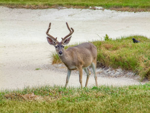 deer in coastal ambiance