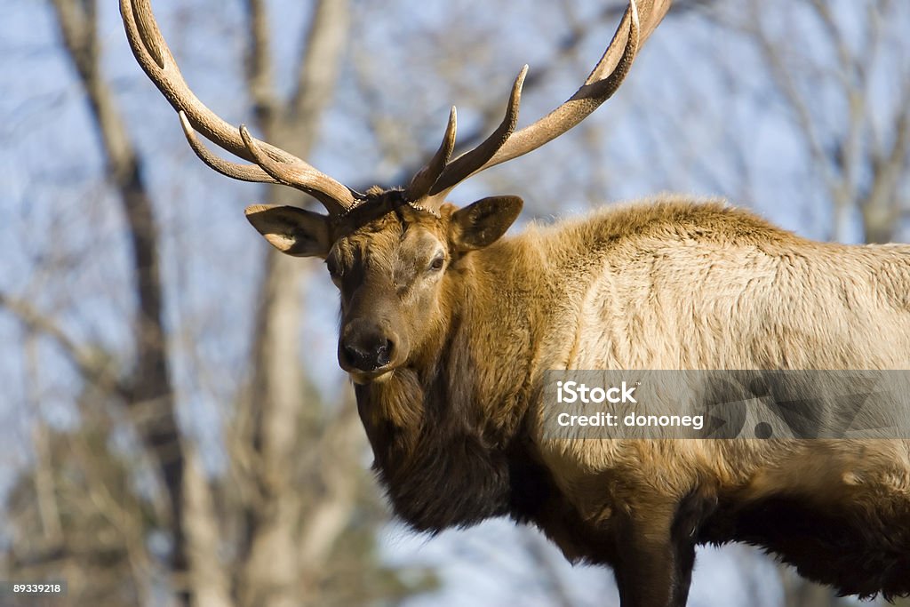 American Bull Elk - Photo de Autorité libre de droits