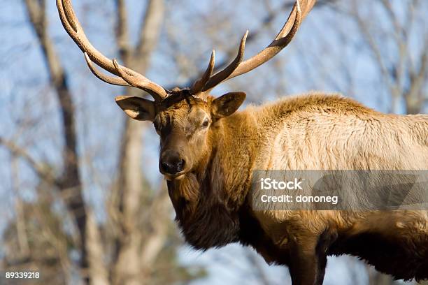 Photo libre de droit de American Bull Elk banque d'images et plus d'images libres de droit de Autorité - Autorité, Maison close, Accouplement animal