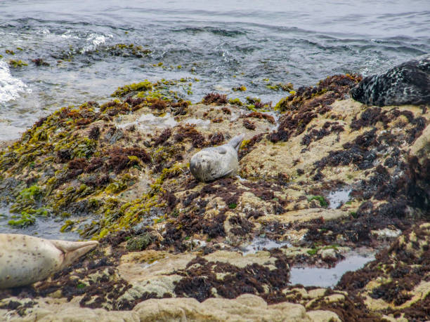 coastal scenery including some common seals around the Monterey Peninsula in California, USA