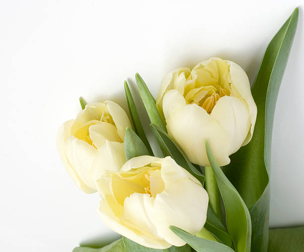 Tulips isolated on white stock photo
