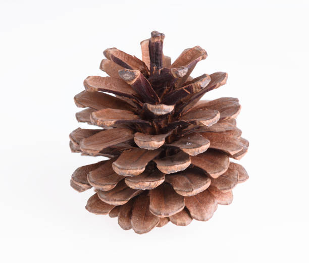 istock Pine cone isolated on white background,Christmas ornament 893395022
